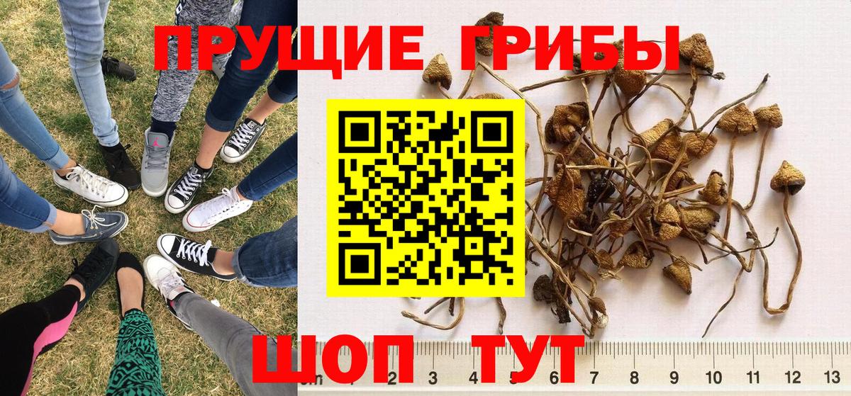 Псилоцибиновые грибы MAGIC MUSHROOMS Дмитров
